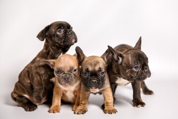 Four small puppies of french bulldog on white background. Horizontal photoshoot. 