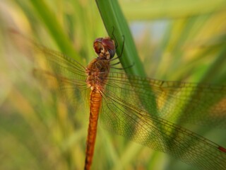 dragonfly on a the leaves