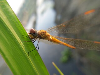 dragonfly on a the leaves