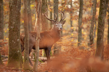Un cerf élaphe dans une forêt pendant la période du brame