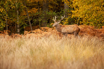 Un cerf élaphe dans une forêt pendant la période du brame