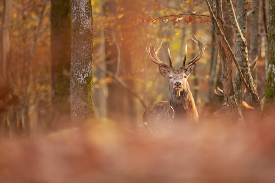 Un cerf élaphe dans une forêt pendant la période du brame