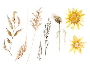 Watercolor different autumn herbs. Isolated illustrations. Brown and yellow