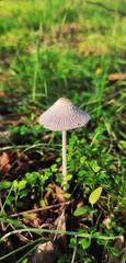 mushroom in the forest
