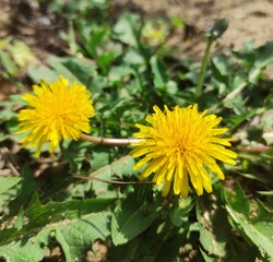 yellow dandelion flower