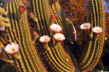 Beautiful flowers of a cactus on the boulevard.