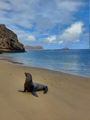 sea lion on beach in galapagos islands ecuador 
