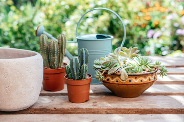 Repotting succulents and cactuses in home garden