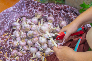 The vegetable grower cuts the roots and stems of garlic with a pruner after harvesting garlic