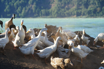 group of ducks playing on the ground by the lake