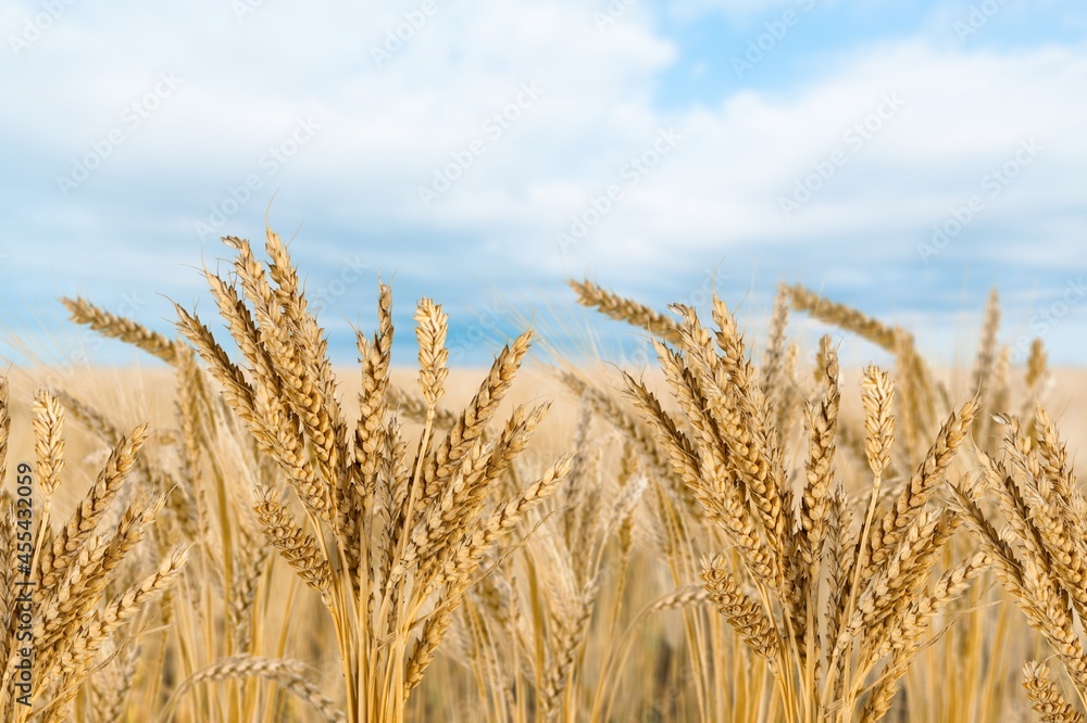 Canvas Prints Wheat Rye Field, Ears of wheat. Harvest and harvesting concept. Ripe barley