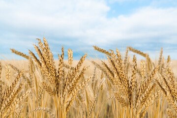 Fototapeta premium Wheat Rye Field, Ears of wheat. Harvest and harvesting concept. Ripe barley