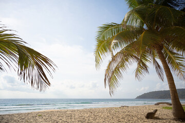 Naklejka premium palm tree on the beach.coconut trees on sun light and clouds background.