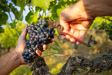 Naklejka na ściany i meble Récolte du raisin noir dans les vignes, gros plan sur les mains du viticulteur pendant les vendanges.