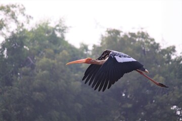 Bird Name Painted Stork
I clicked this photo from a pond
  Lens : Canon 55-255 Lens Use 