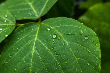 水滴のついた葉っぱ