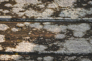 Touchwood texture. Cracked wood pattern. Rotten wood background. Dried dead tree bark, Planks or boards overgrown with fungus and moss or algae
