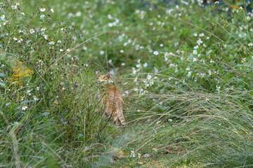 雑草に隠れて振り返る猫。
A cat looking back hidden in weeds.