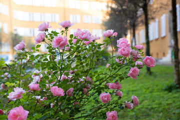 pink rose bush at inner courtyard