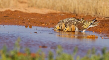 Pin-tailed sandgrouse (Pterocles alchata), a pair of steppe birds quenching their thirst at the...