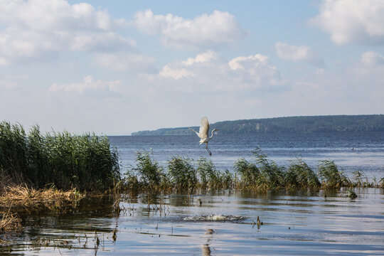 The White Heron walks along the shoal in the Dnipro River. Ukraine