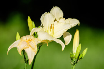 Fototapeta na wymiar Ivory white Hemerocallis Arctic Snow plant, know as daylily, Lilium or Lily plant in a British cottage style garden in a sunny summer day, beautiful outdoor background photographed with soft focus.