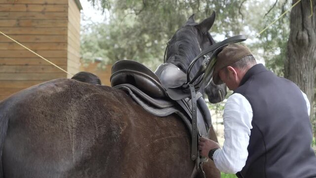 Saddling up brown horse. Horse keeper equips the horse with jumping saddle. Closeup