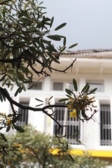 photo of a branches in the side walk