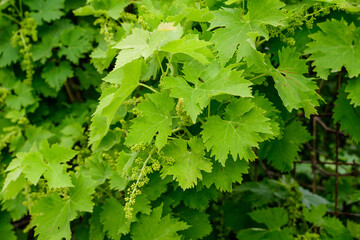 Delicate small fruits and green leaves of grape vine in a sunny summer garden, beautiful outdoor monochrome background photographed with selective focus.