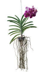Purple Orchid Vanda flower bloom and hanging in black plastic pot in the garden isolated on white background included clipping path.