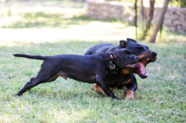 puppiy staffordshire bull terrier and and beauceron