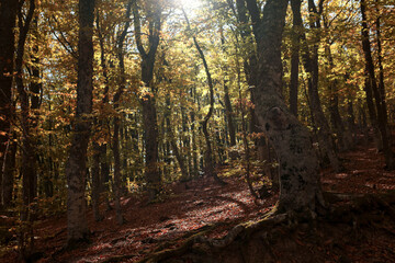 Obraz premium Autumn forest road leaves fall in ground landscape on autumnal background in November. Scenery of nature with sunlight