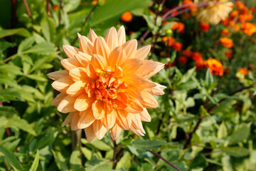 A large, copper-orange dahlia (Dinnerplate Group) of the 'Glorie van Noordwijk' variety in the garden on a sunny day