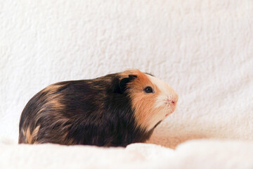 guinea pig black red white on a light background.