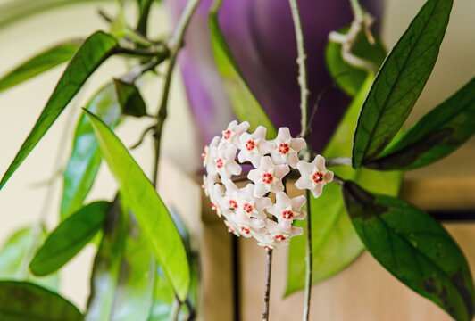 Potted Hoya carnosa the porcelainflower or wax plant in full bloom in home interior.