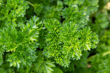 Juicy green garden parsley. Close-up of leaves. Green background. Vitamins.