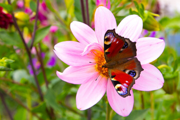 Beautiful butterflie Peacock's Eye (Aglais io) collect nectar on a pink daisy. Summer in the garden. Close-up. Place for your text.  © Евгения Надежина