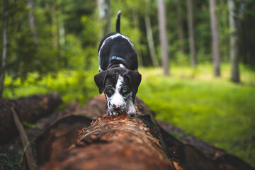 Catahoula leopard dog puppy walking in the forest