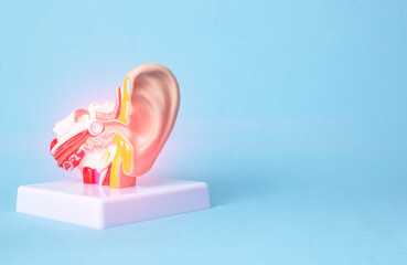 Human ear mockup on blue background. Concept of ear membrane diseases, inflammation, treatment of...