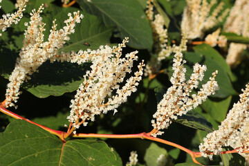 Inflorescences of Giant knotweed (Reynoutria sachalinensis) in a garden
