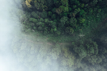 Pine forest in the mountains in the morning from above