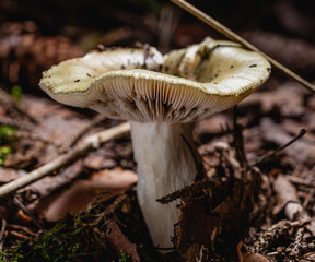 Mushroom,Beautiful closeup of forest mushrooms