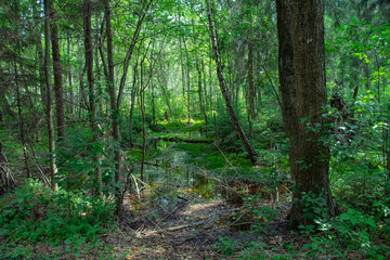 small water pool in the forest