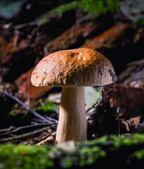 Mushroom,Beautiful closeup of forest mushrooms