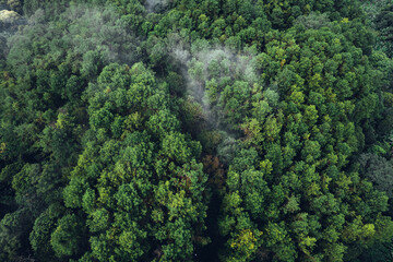 Naklejka na ściany i meble Pine forest in the mountains in the morning from above