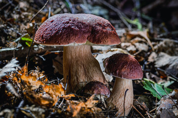 Mushroom,Beautiful closeup of forest mushrooms