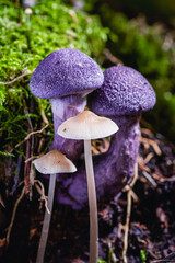 Mushroom,Beautiful closeup of forest mushrooms