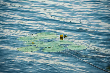 lilies on the water