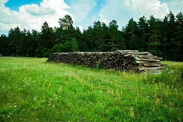 stack of wood in the forest