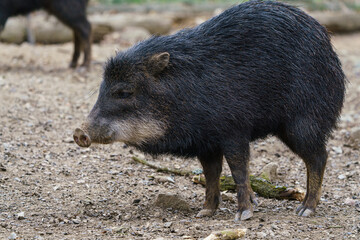 Chacoan peccary (Catagonus wagneri), also known as the tagua. - obrazy, fototapety, plakaty